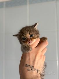 Cuccioli maschi Maine Coon