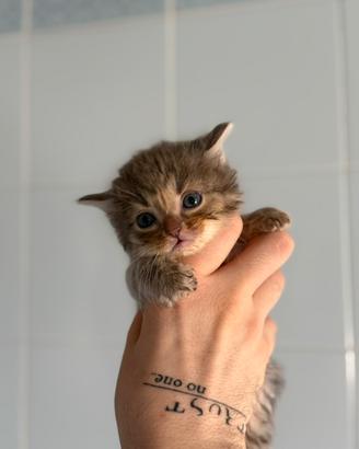 Cuccioli maschi Maine Coon