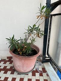 Pianta