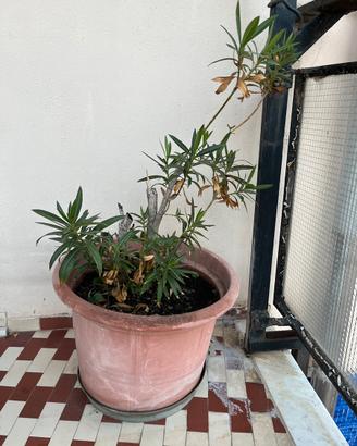 Pianta
