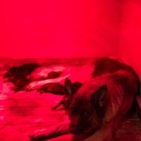 Cuccioli di Pastore Tedesco