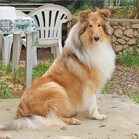 Pastore scozzese x monta