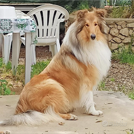 Pastore scozzese x monta