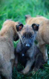 Pastore belga malinois