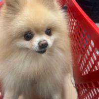 Spitz con pedigree enci per monta