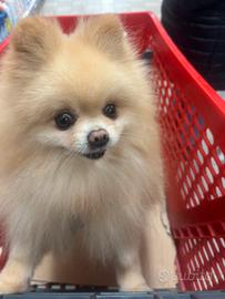 Spitz con pedigree enci per monta