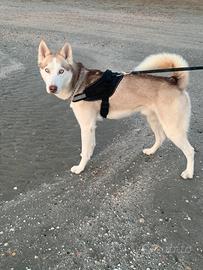 Siberian husky X accoppiamento