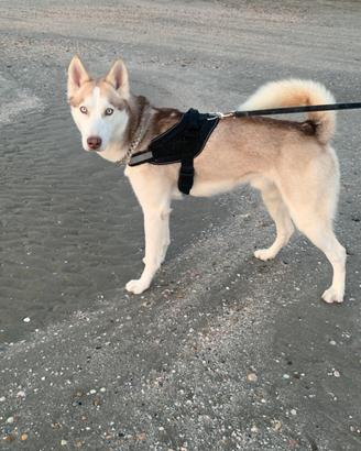 Siberian husky X accoppiamento