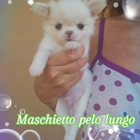 Chihuahua bianco