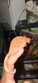 Geco ciliatus