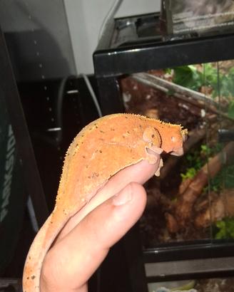Geco ciliatus