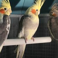 Calopsite pezzata maggiorata