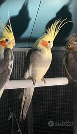 Calopsite pezzata maggiorata