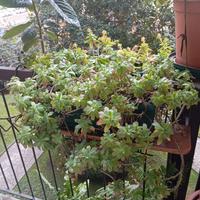 Pianta grassa grande, in vaso rettangolare cm 40