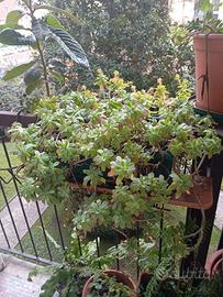 Pianta grassa grande, in vaso rettangolare cm 40