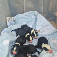 Disponibili cuccioli di borde colli nati il 10 ott