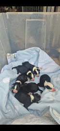 Disponibili cuccioli di borde colli nati il 10 ott
