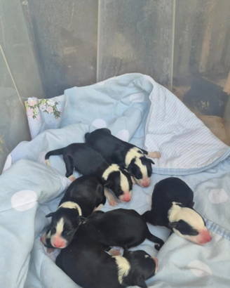 Disponibili cuccioli di borde colli nati il 10 ott