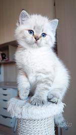 BRITISH SHORTHAIR allevamento ARTELUNA