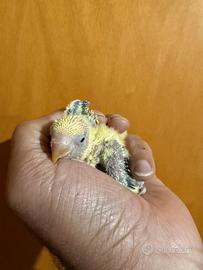 Pappagalli inseparabili