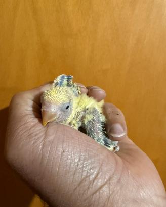 Pappagalli inseparabili