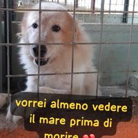 King splendido maremmano 8 anni in canile