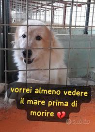 King splendido maremmano 8 anni in canile