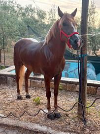 Cavalla