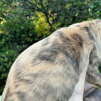 Si cedono segugi maremmani