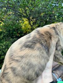 Si cedono segugi maremmani