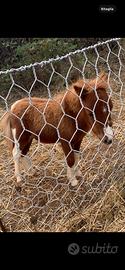 Puledro pony farabella