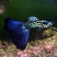 Guppy Galaxy Blue Tail