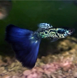 Guppy Galaxy Blue Tail