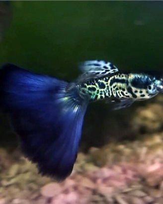 Guppy Galaxy Blue Tail