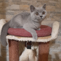 Cucciola British Shorthair