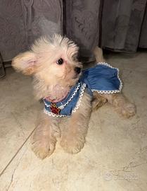 Maltipoo
