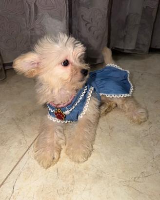 Maltipoo