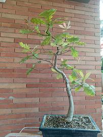 Bonsai Quercia di Roverella 