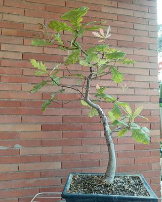 Bonsai Quercia di Roverella 