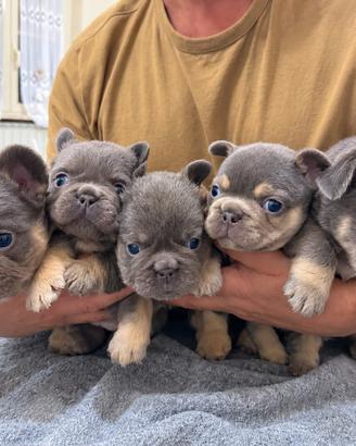 Bulldog francese lilac tan