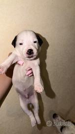 Jack russel
