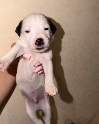 Jack russel