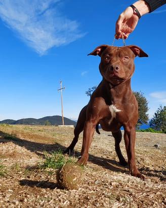 Pitbull