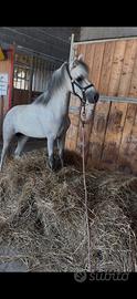 Pony femmina welsh