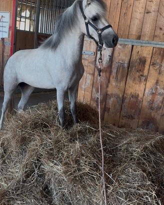 Pony femmina welsh