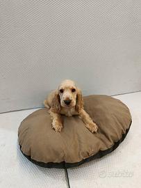 Cuccioli di cocker spaniel