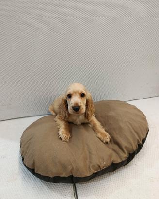 Cuccioli di cocker spaniel