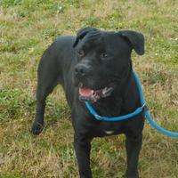 Adozione affettuosa derivata corso in canile