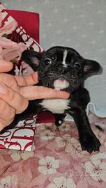 Bulldog francese nero dorato