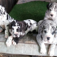 Alano cuccioli